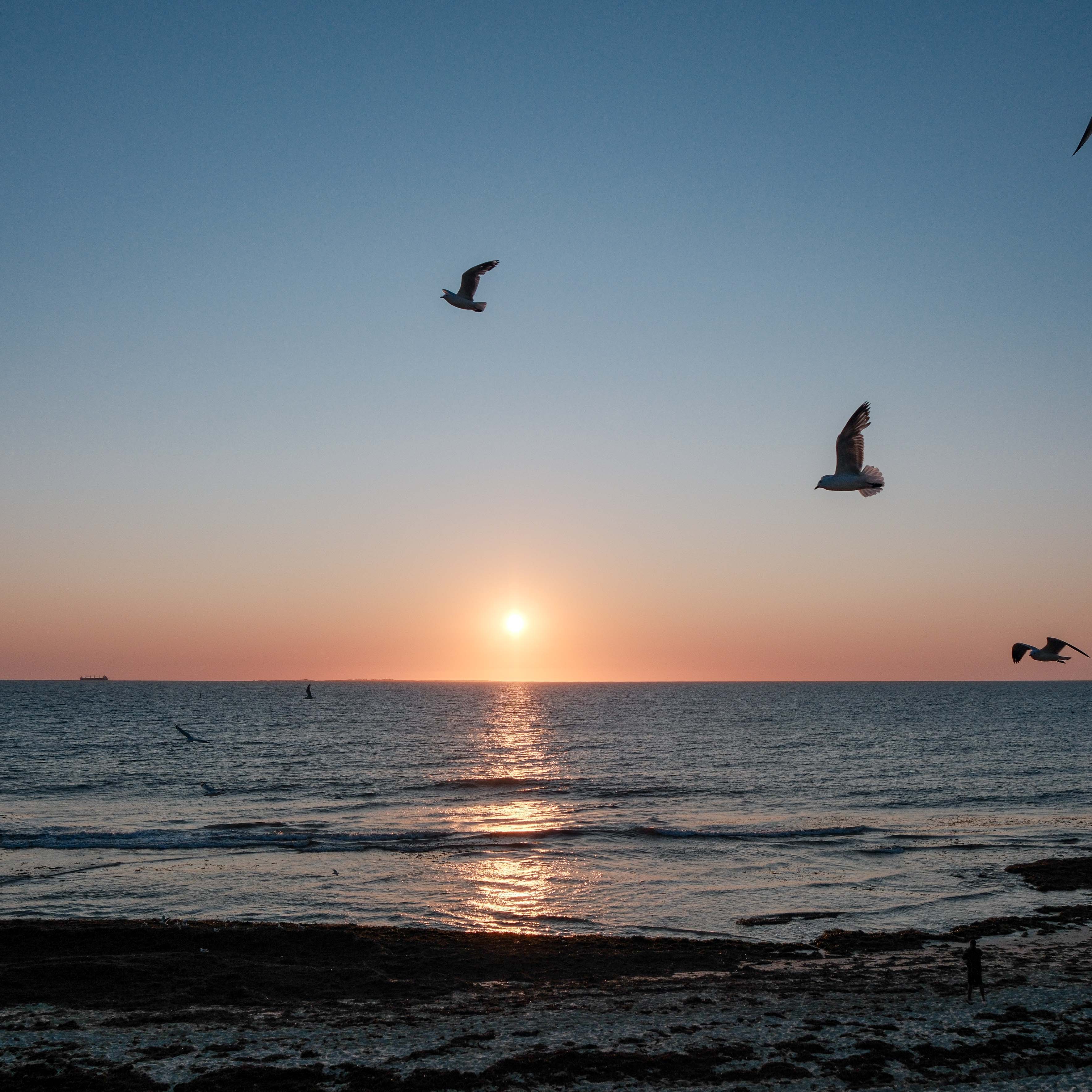 Seabirds crossing the sky above the setting sun